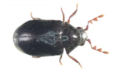 Réf. 236 865 : Dorcatoma robusta